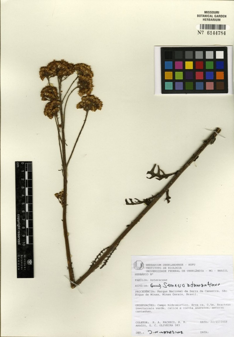 Senecio adamantinus photo 3