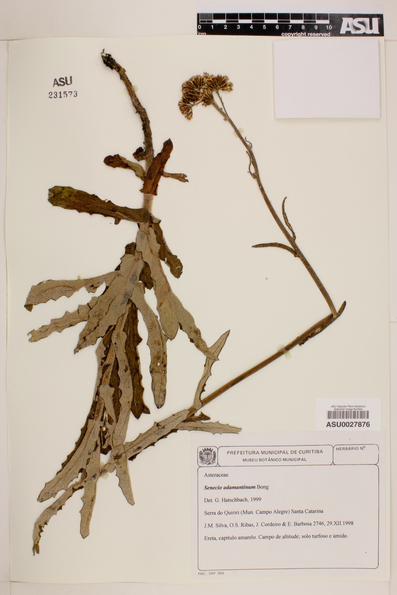 Senecio adamantinus photo 4
