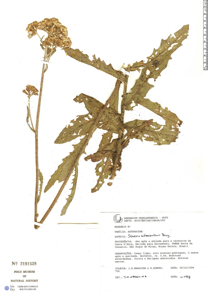 Senecio adamantinus photo 5