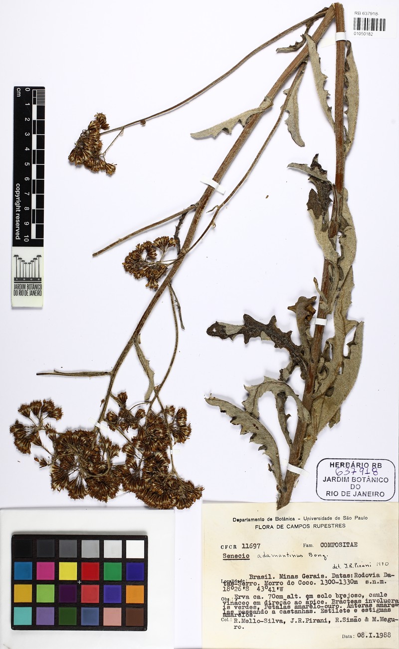 Senecio adamantinus photo 6