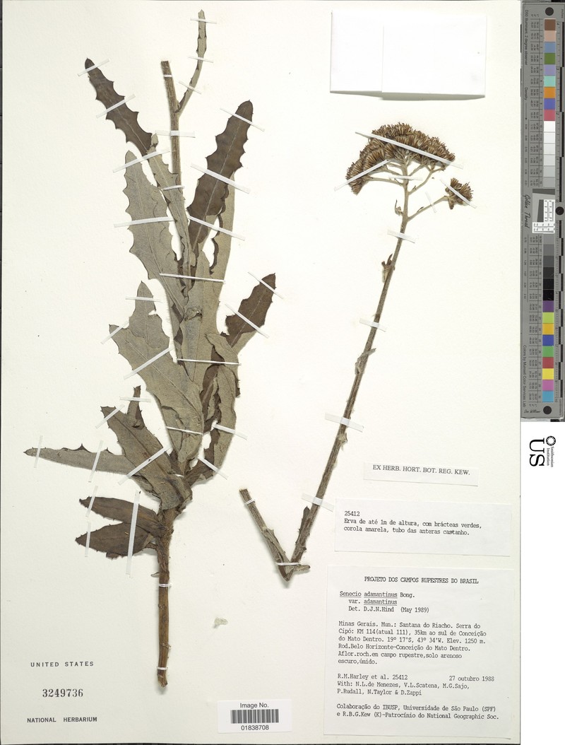 Senecio adamantinus photo 7