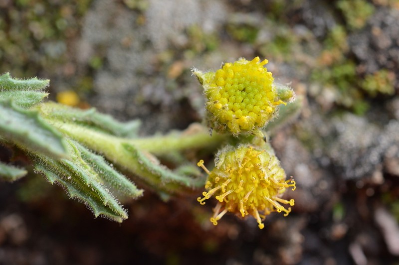 Senecio adenophyllus photo 2