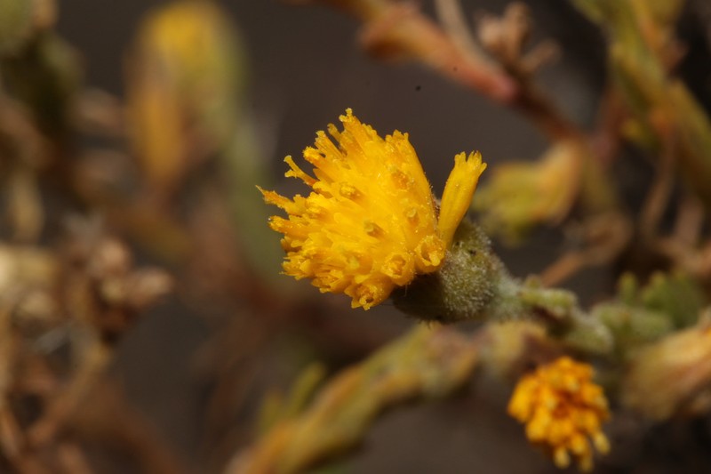 Senecio adenophyllus photo 3