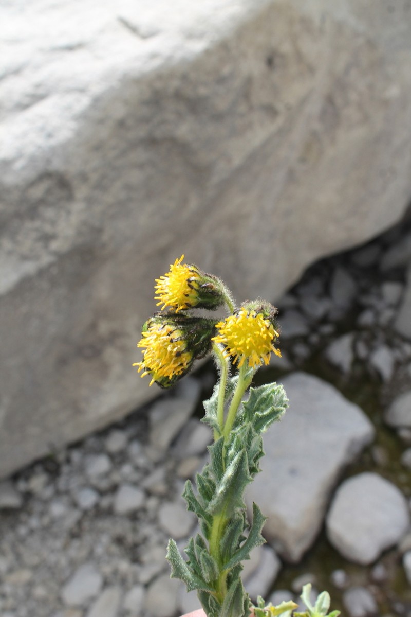 Senecio adenophyllus photo 4