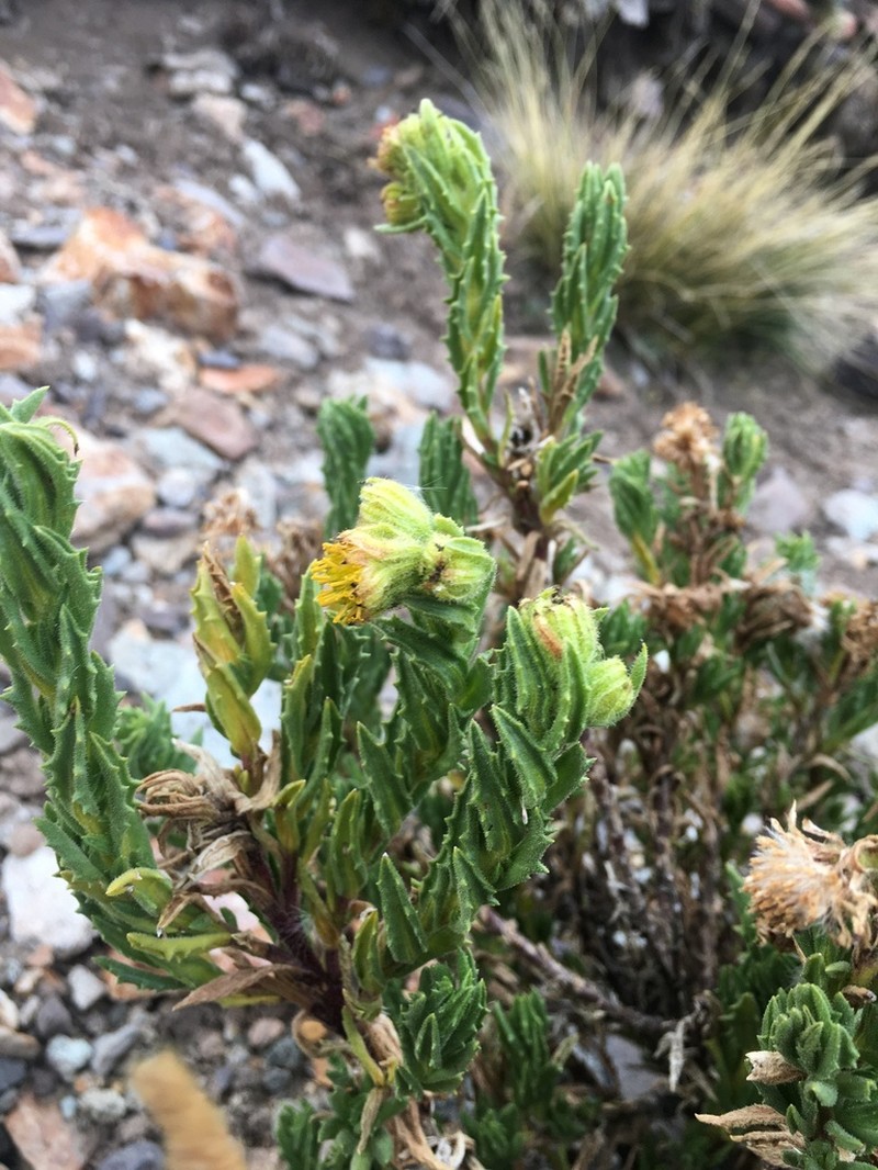 Senecio adenophyllus photo 5