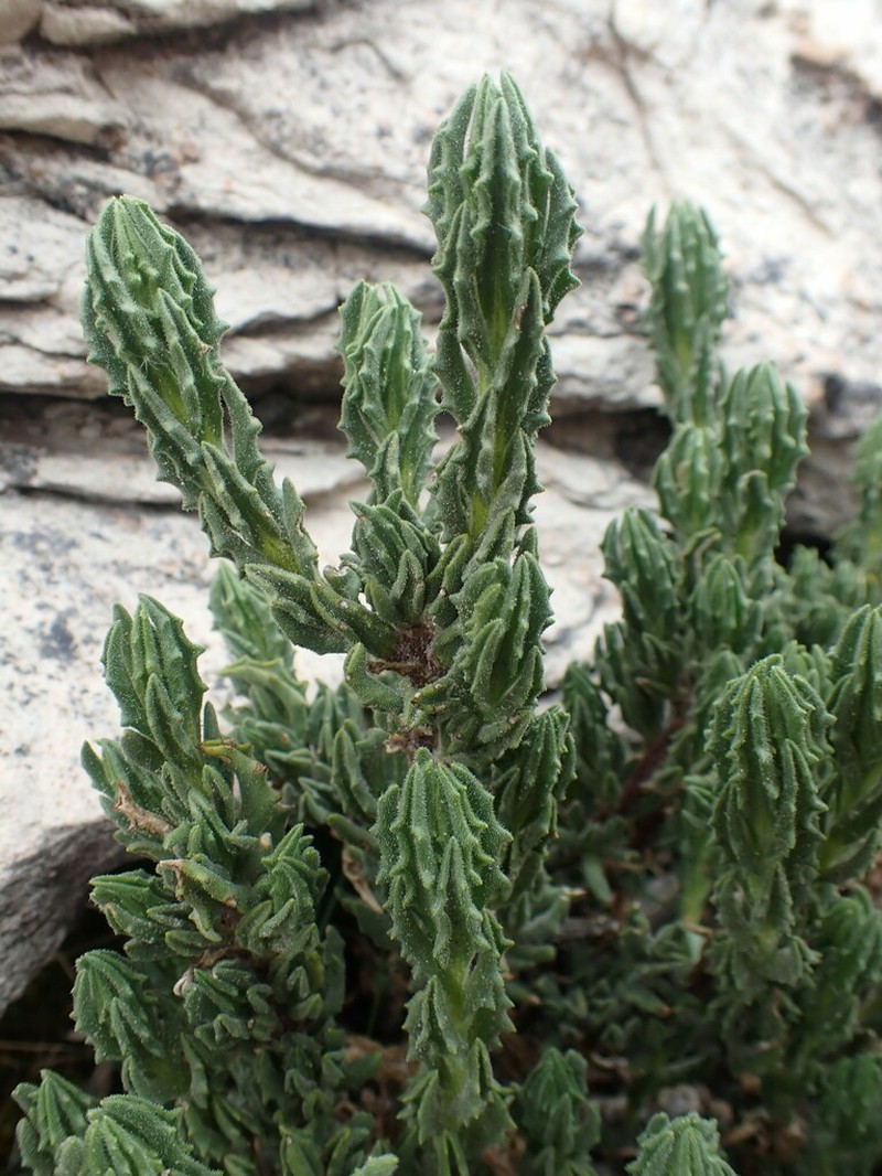 Senecio adenophyllus photo 7