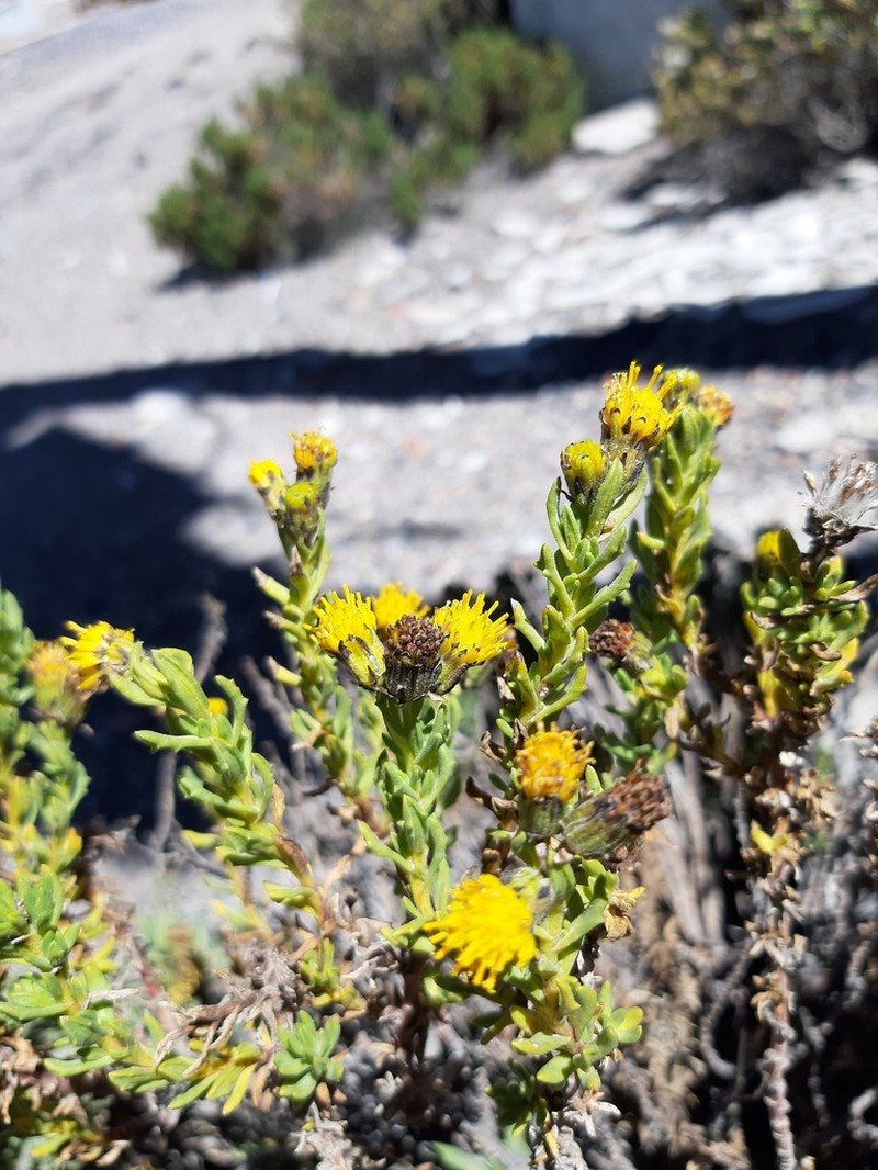 Senecio adenophyllus photo 8