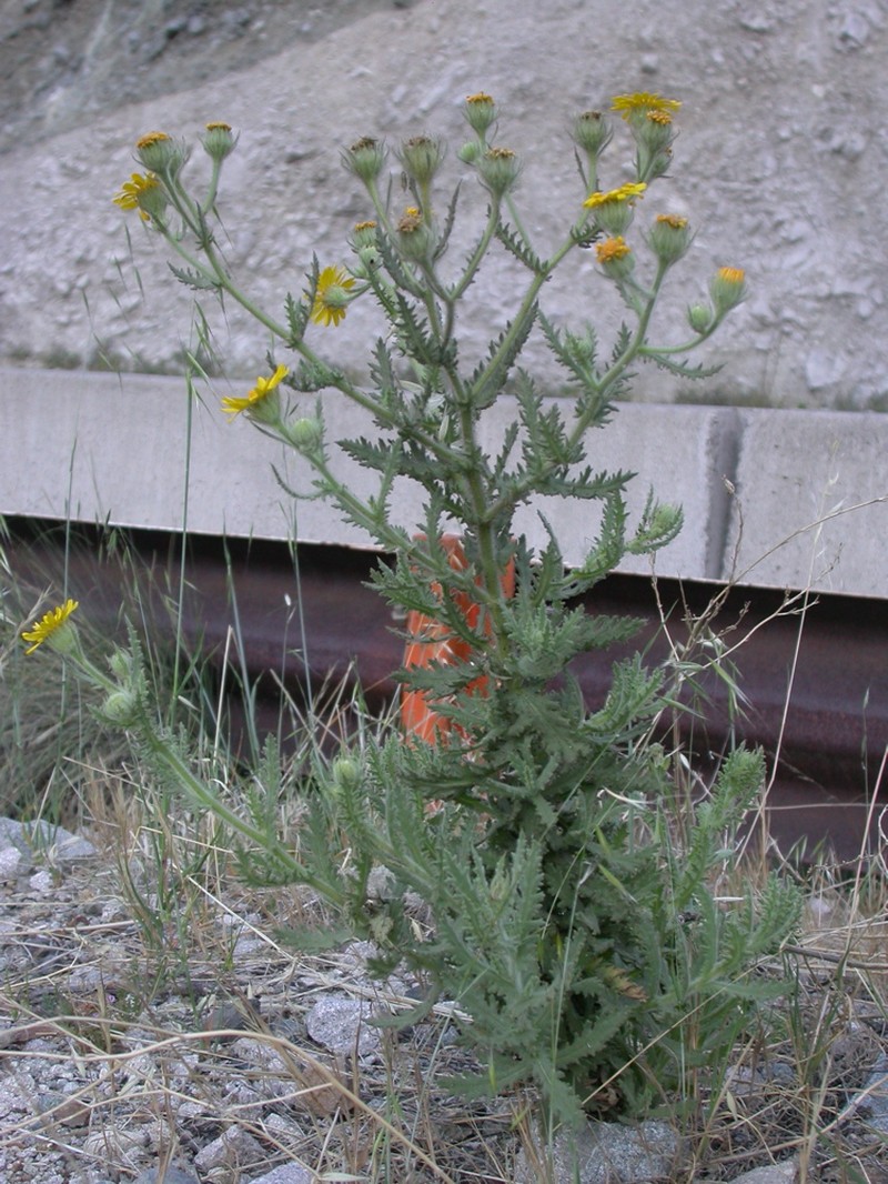 Senecio adenotrichius