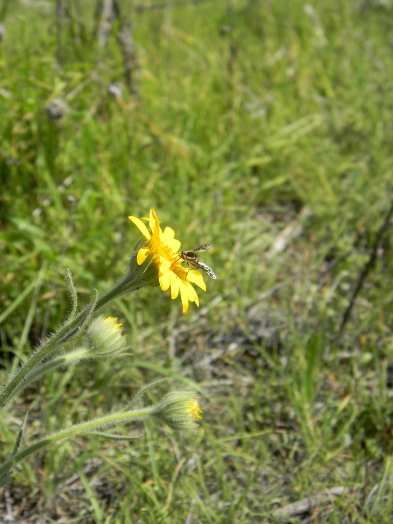 Senecio adenotrichius photo 2