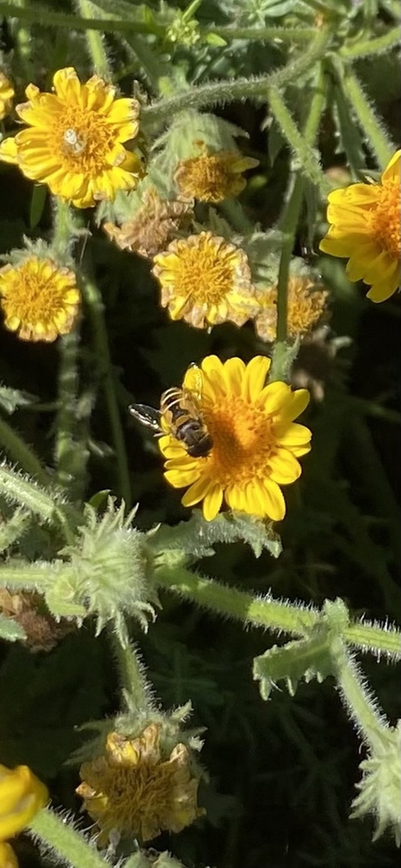 Senecio adenotrichius photo 3