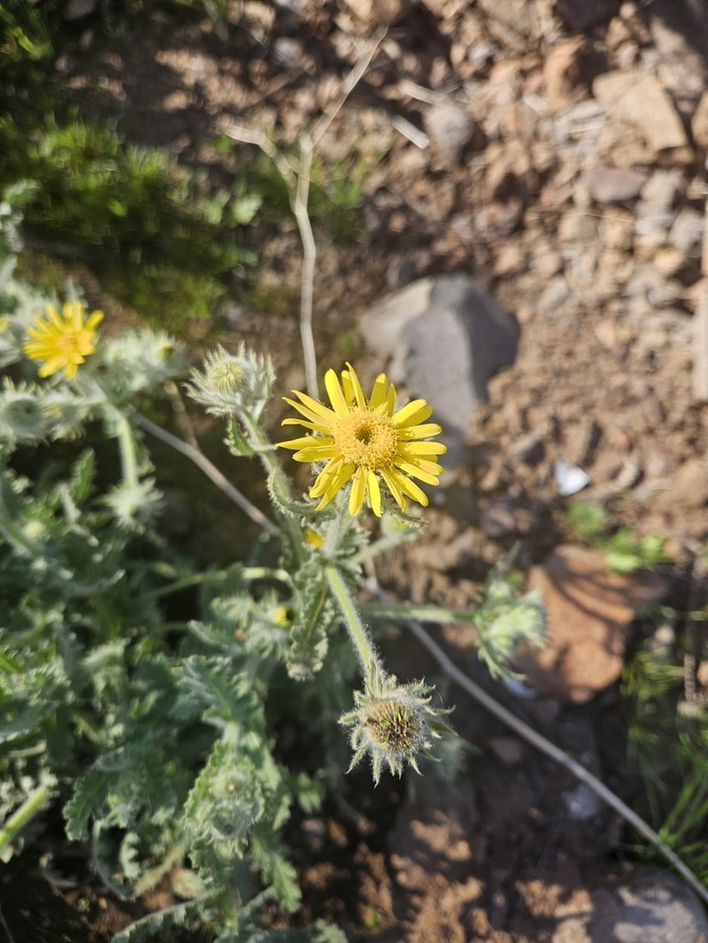 Senecio adenotrichius photo 4