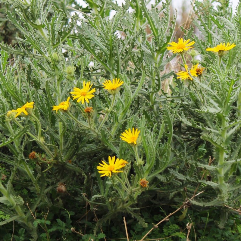 Senecio adenotrichius photo 5
