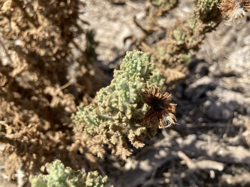 Senecio adenotrichius photo 6