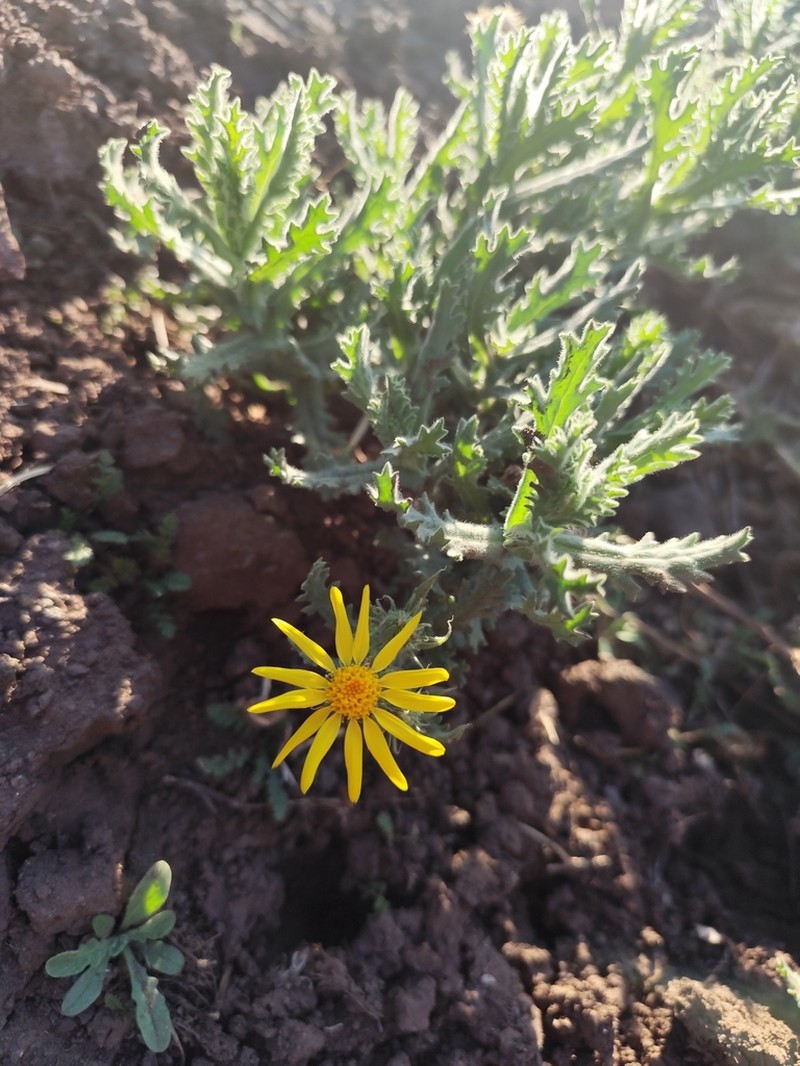 Senecio adenotrichius photo 7