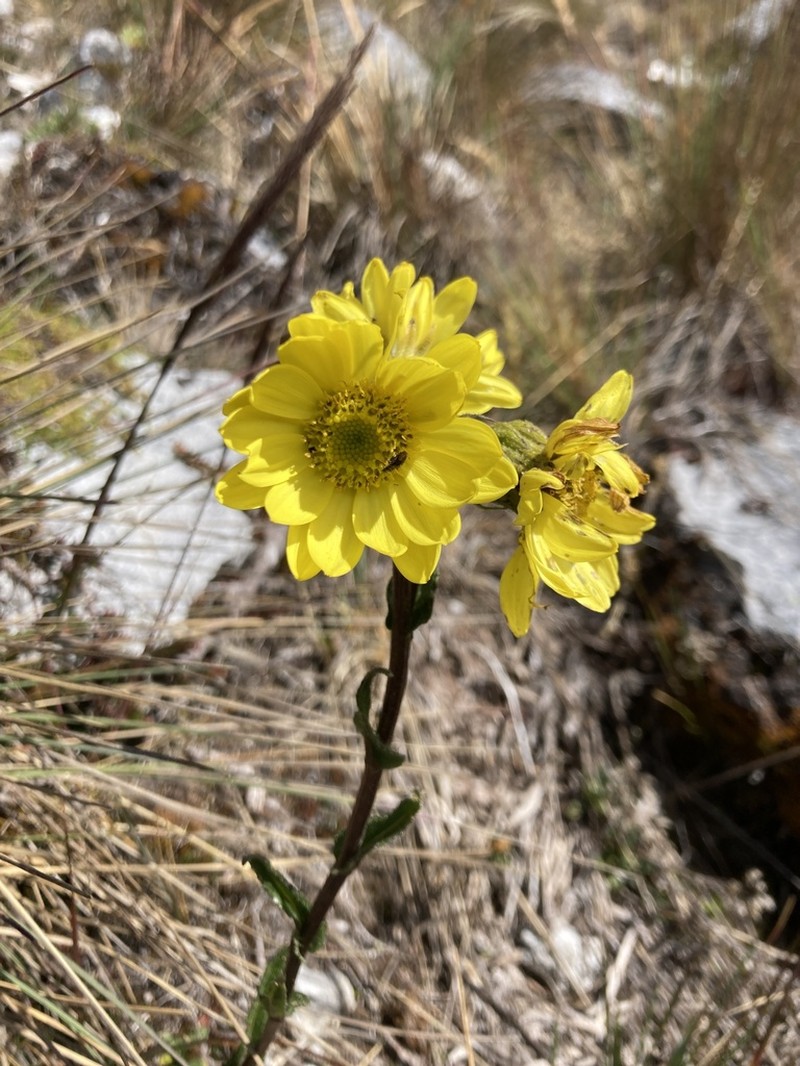 Senecio adglacialis photo 2