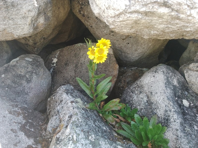 Senecio adglacialis photo 3