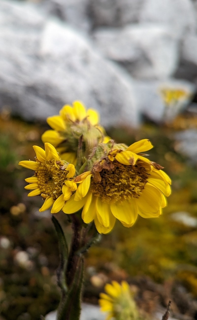 Senecio adglacialis photo 4