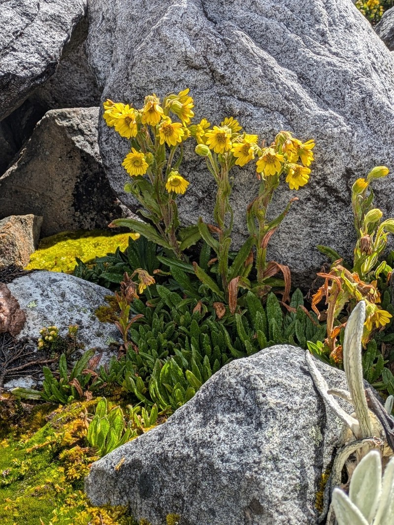 Senecio adglacialis photo 5
