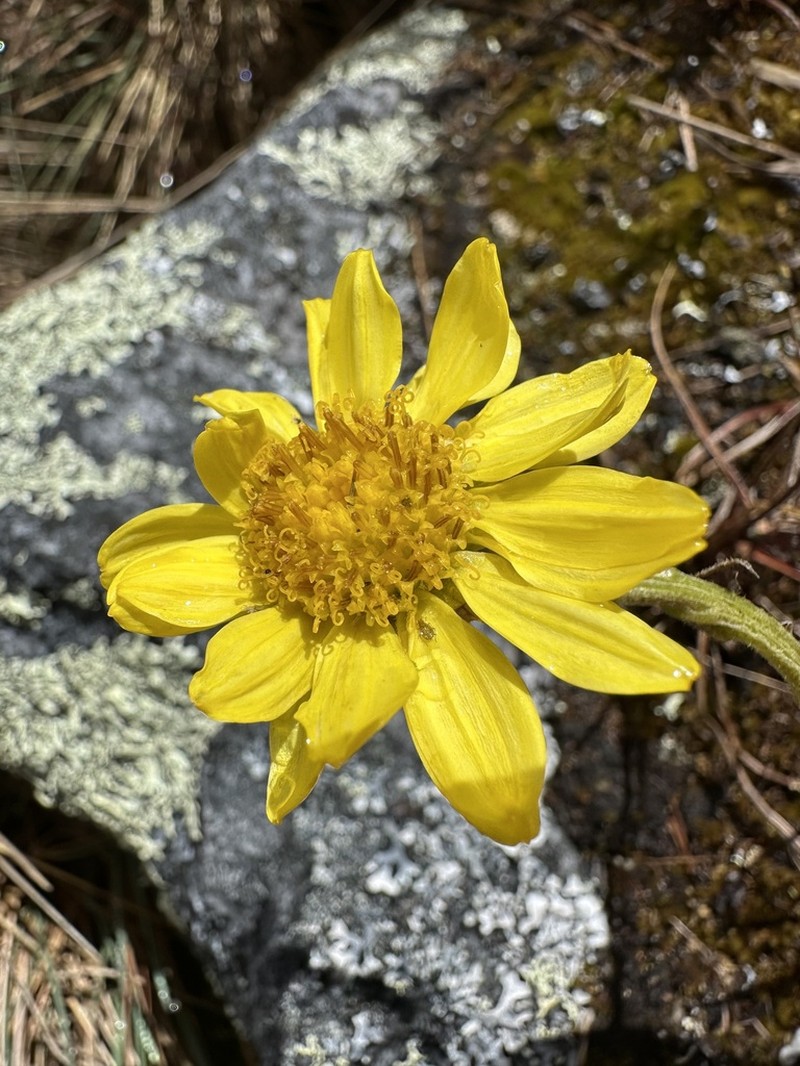 Senecio adglacialis photo 6