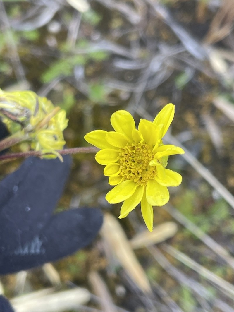 Senecio adglacialis photo 7