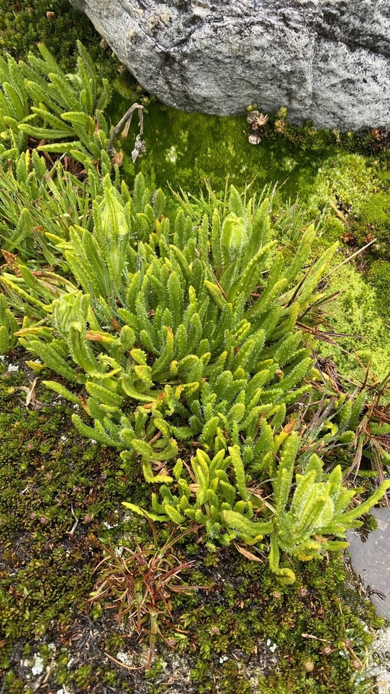 Senecio adglacialis photo 8