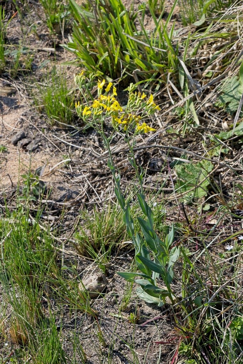 Senecio adnatus photo 2