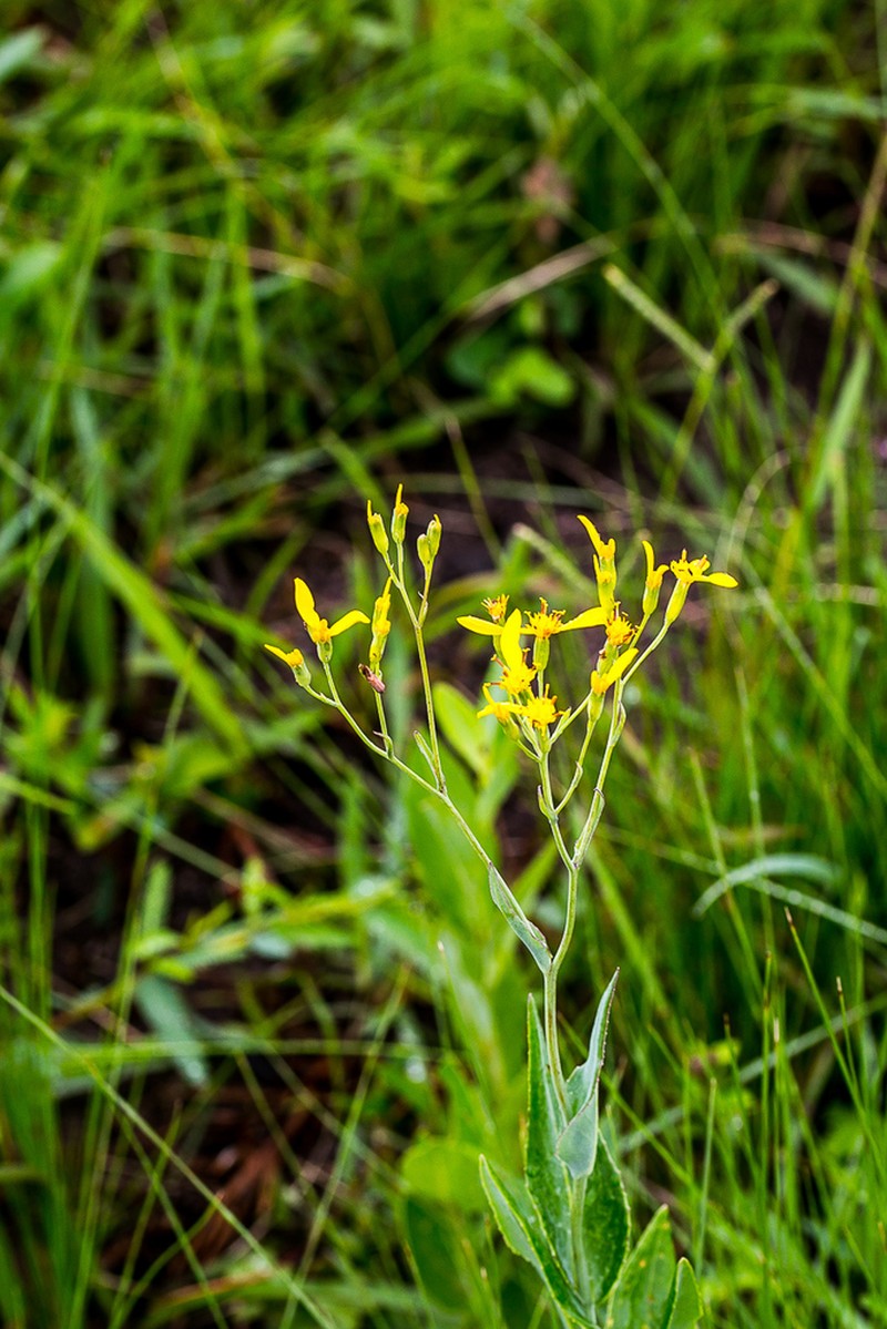 Senecio adnatus photo 3