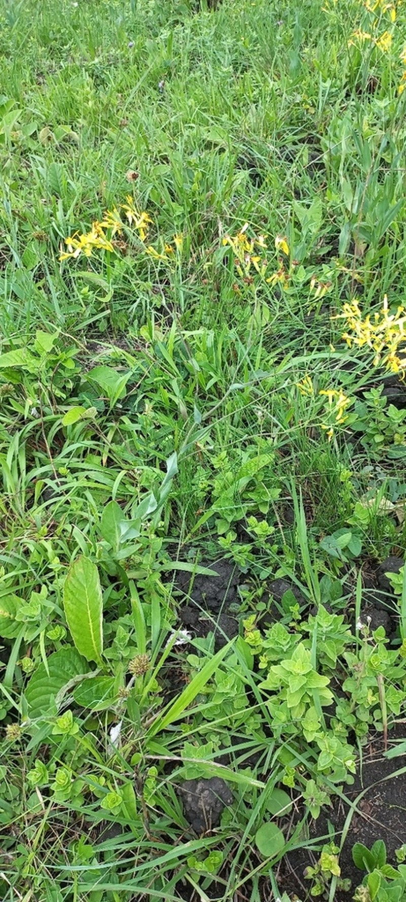 Senecio adnatus photo 4