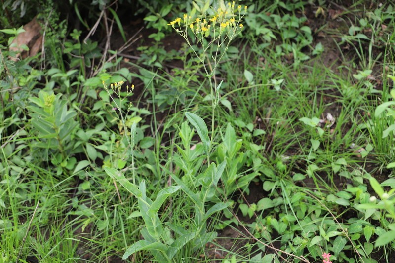 Senecio adnatus photo 5