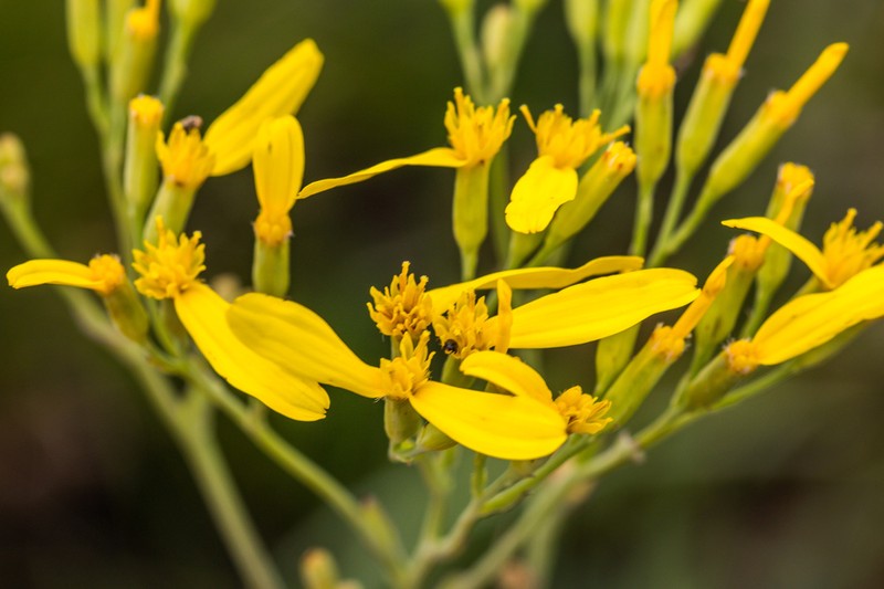 Senecio adnatus photo 6