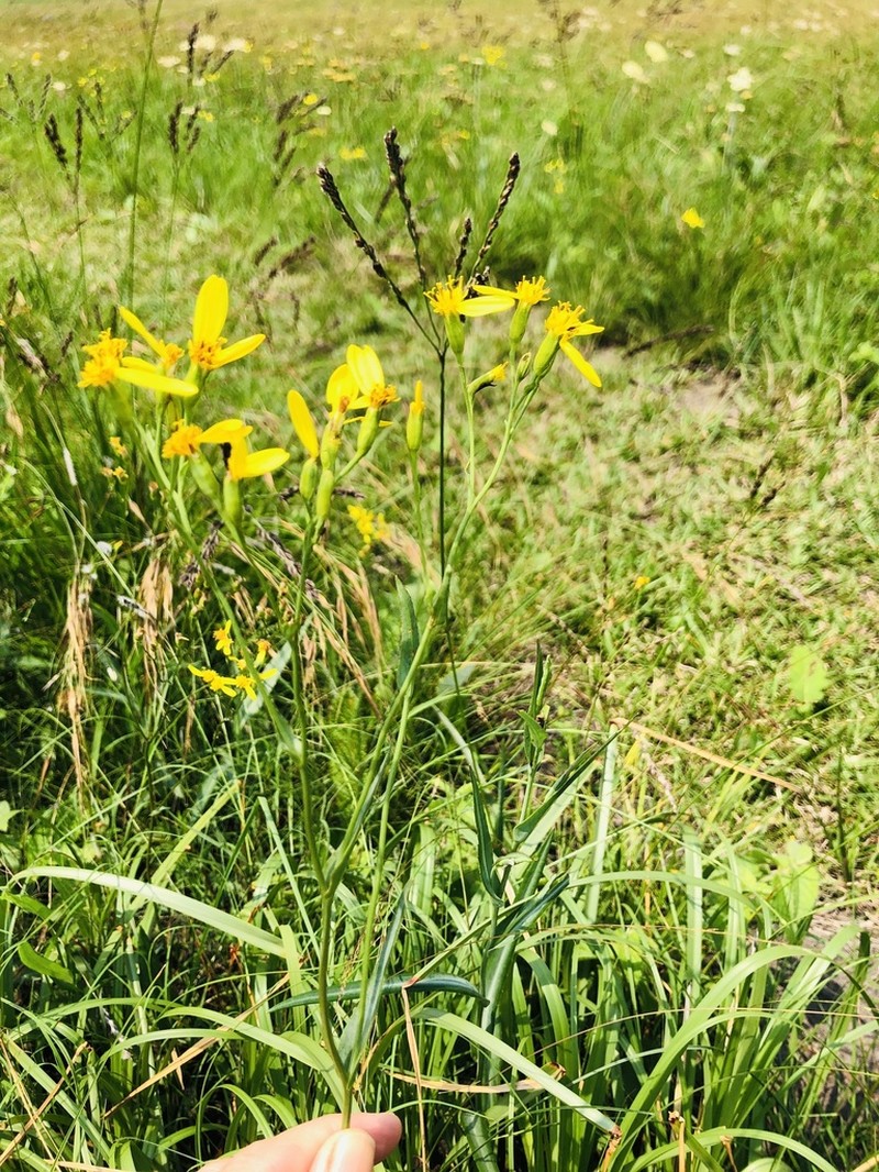 Senecio adnatus photo 7