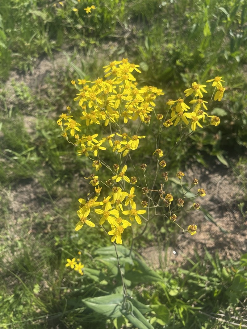 Senecio adnatus photo 8