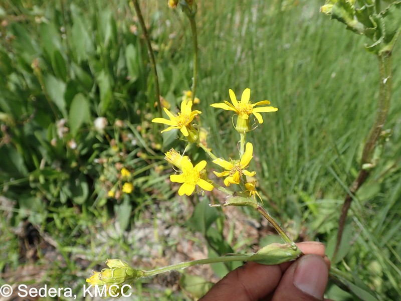 Senecio adscendens
