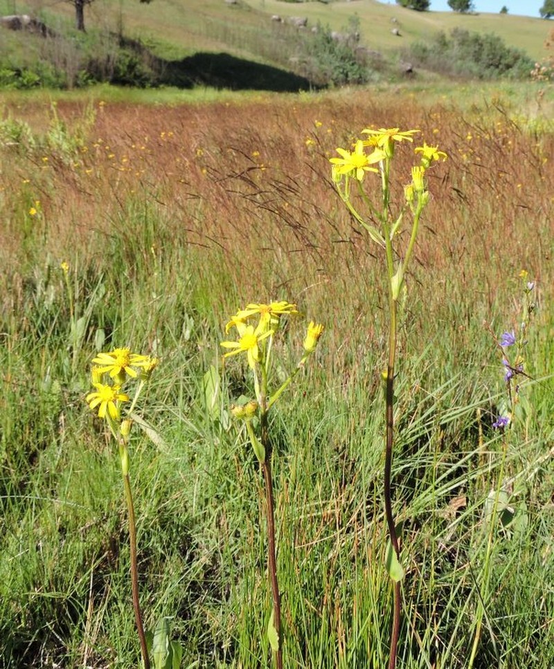 Senecio adscendens photo 2