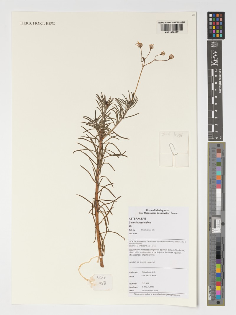 Senecio adscendens photo 3