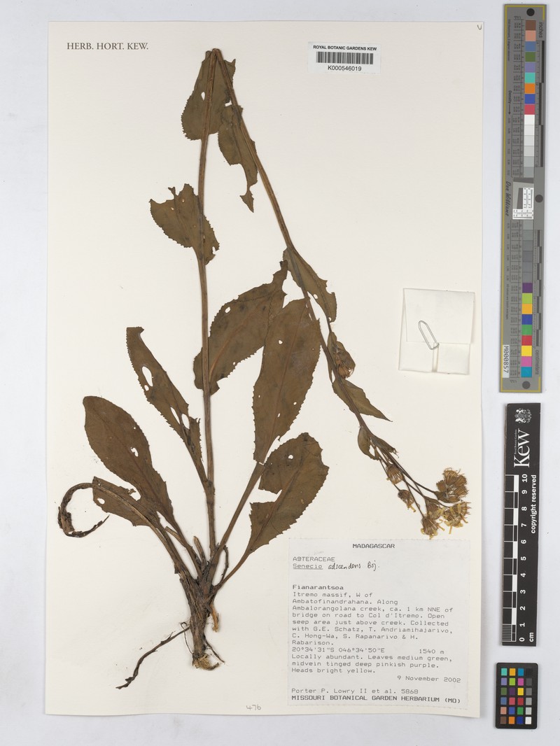 Senecio adscendens photo 4