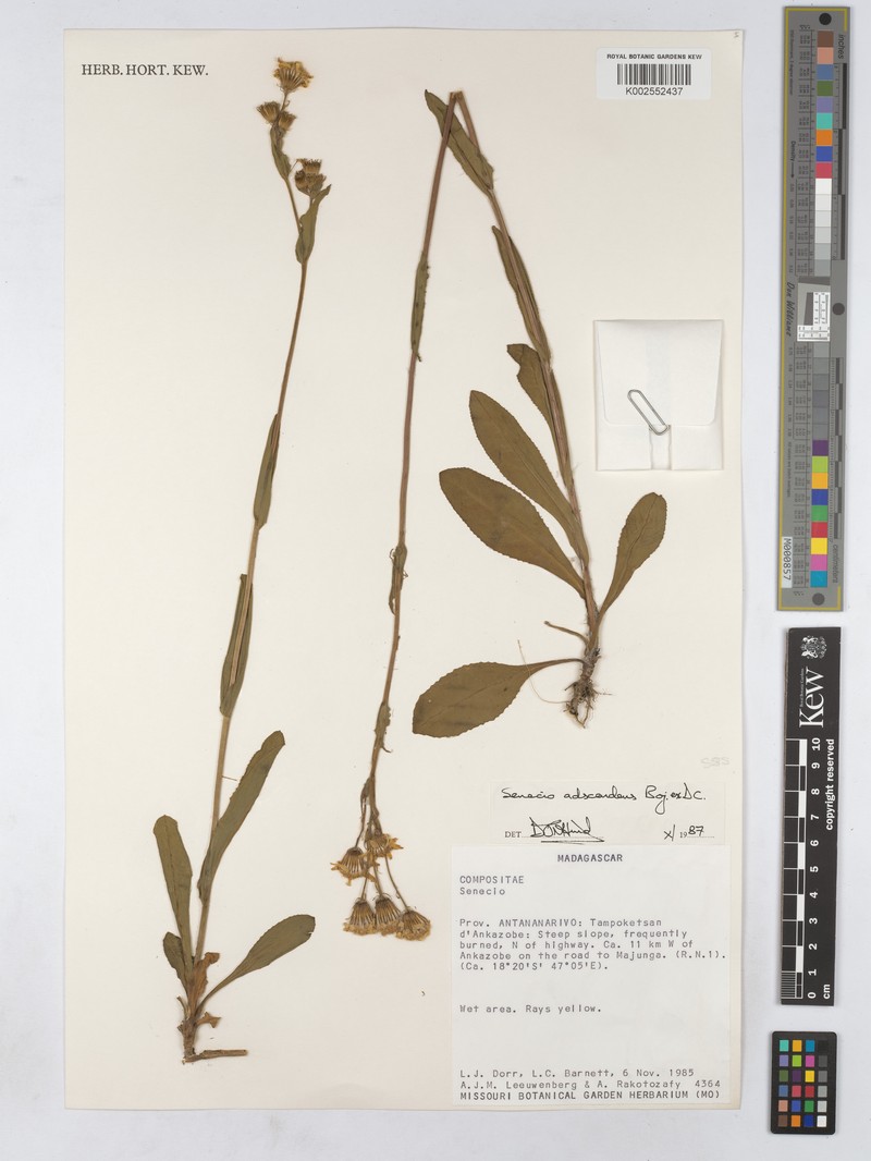 Senecio adscendens photo 5