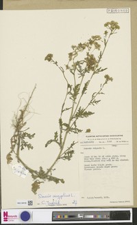 Senecio aegyptius
