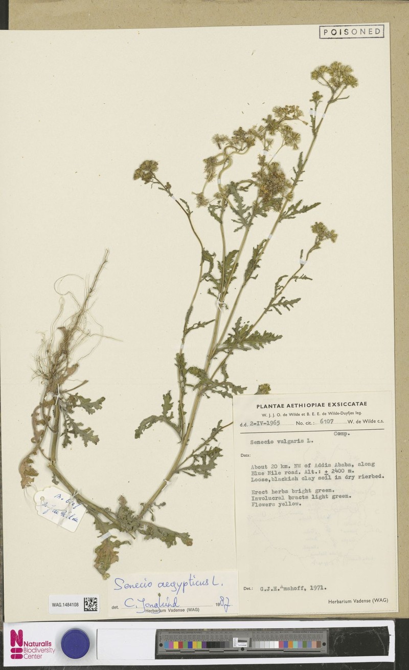 Senecio aegyptius