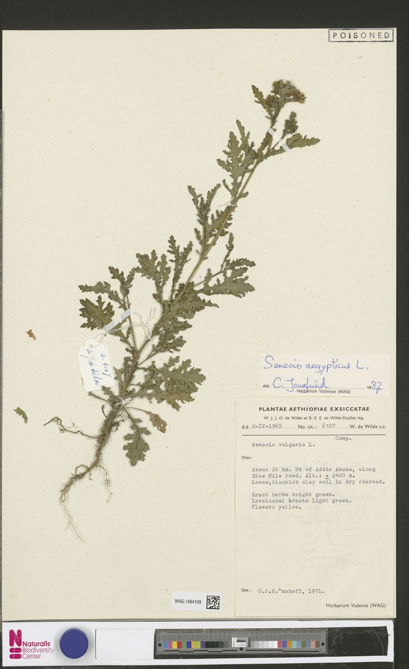 Senecio aegyptius photo 2
