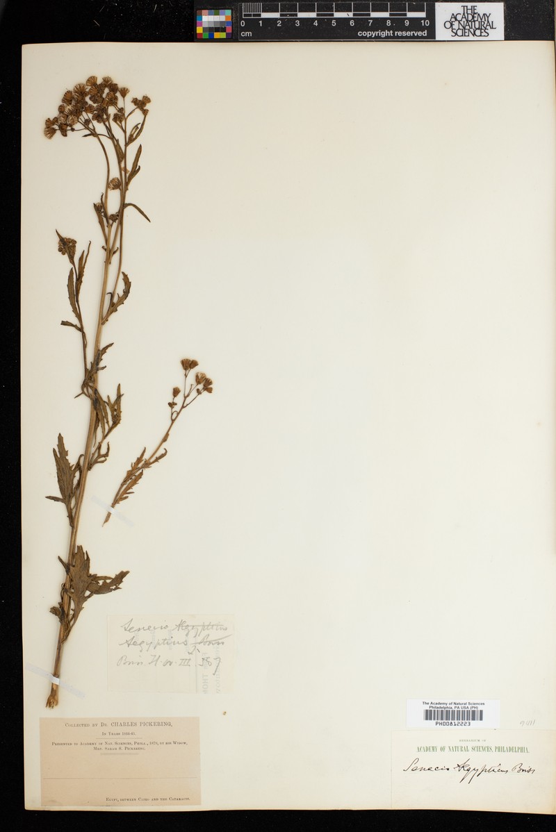 Senecio aegyptius photo 3