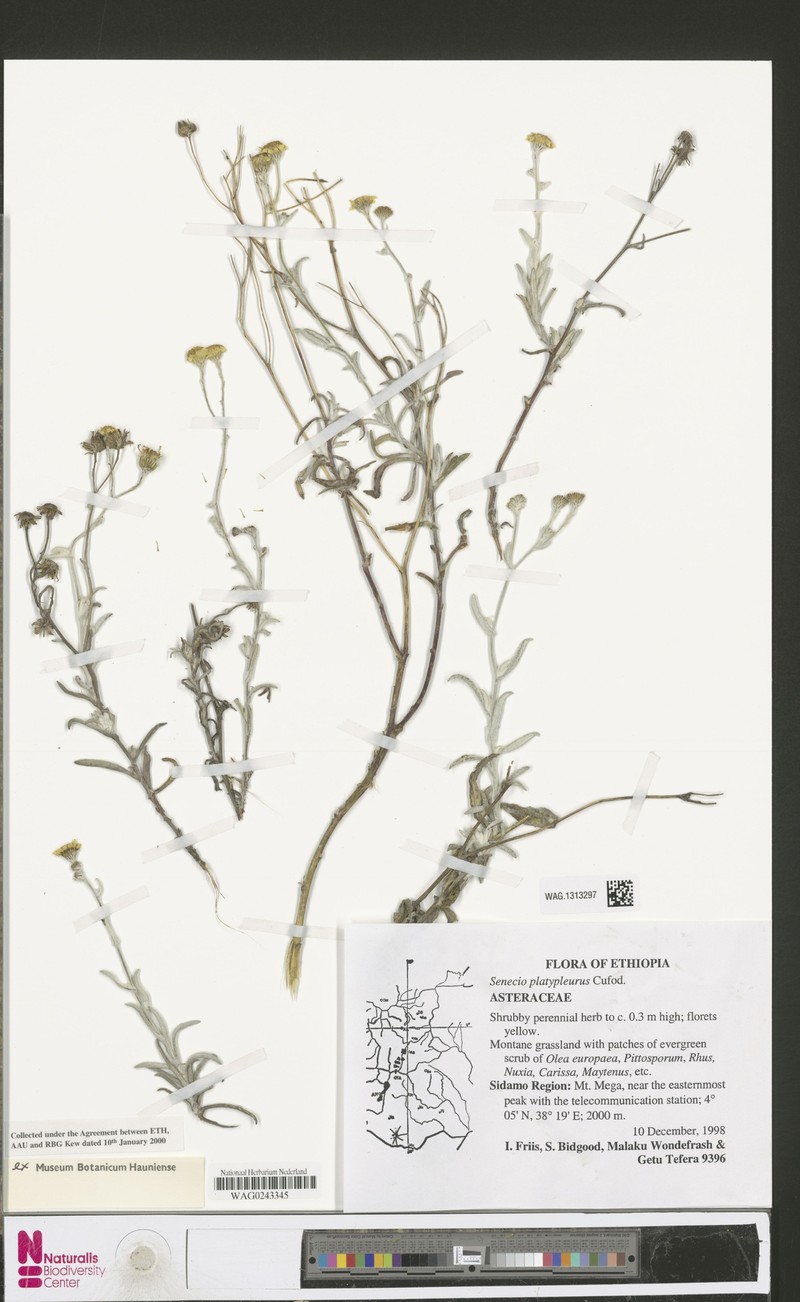 Senecio aequinoctialis