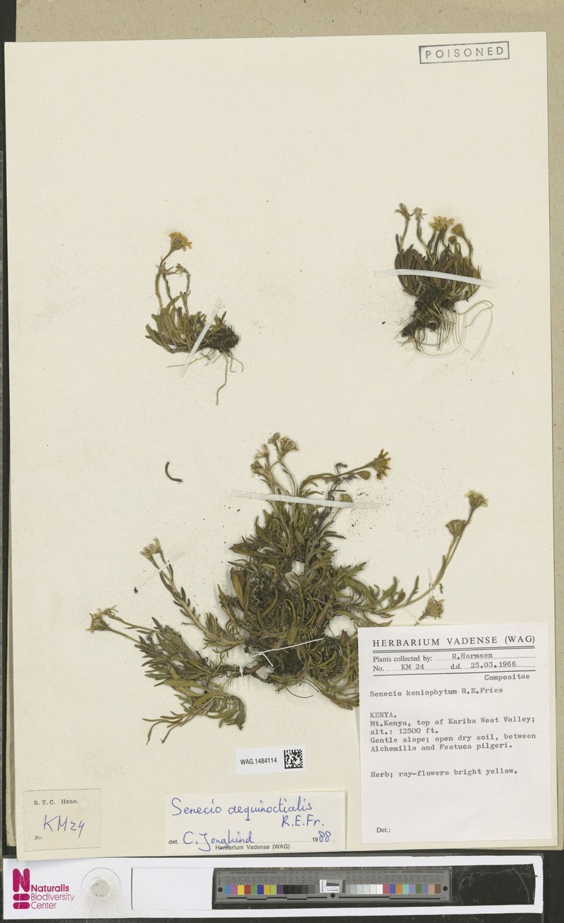 Senecio aequinoctialis photo 2