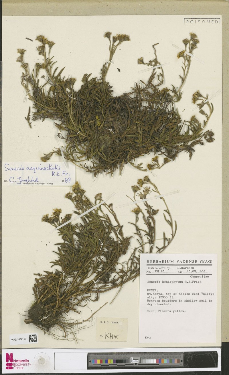 Senecio aequinoctialis photo 3