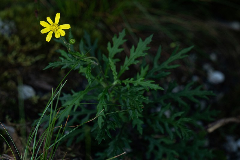 Senecio aetfatensis