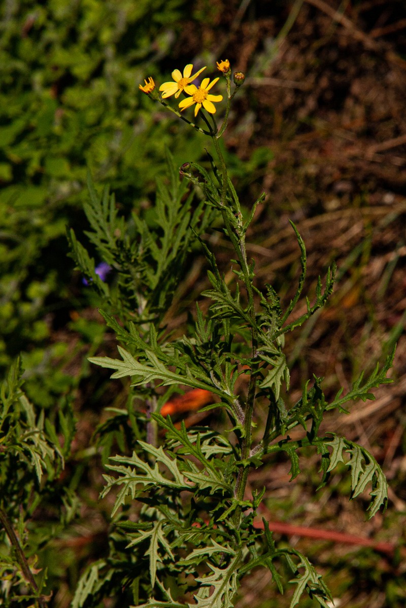 Senecio aetfatensis photo 2