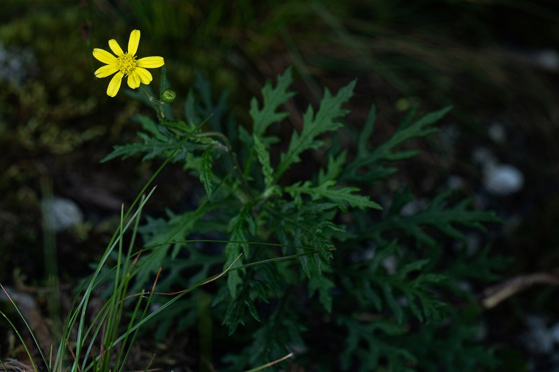 Senecio aetfatensis photo 3