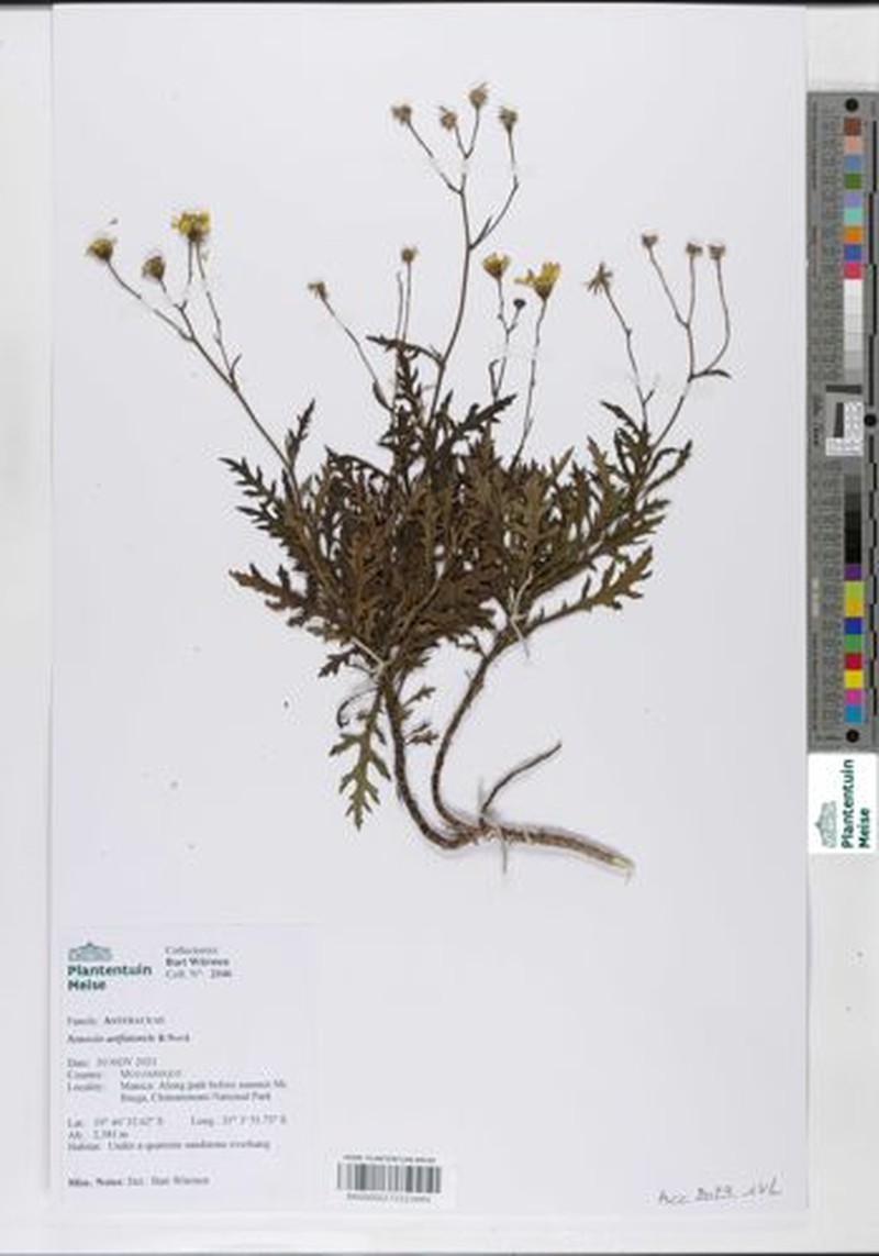 Senecio aetfatensis photo 5