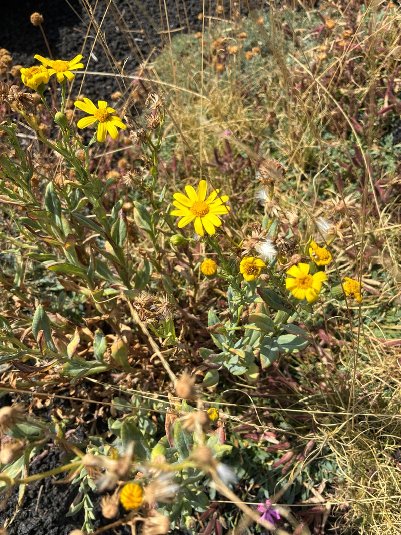 Senecio aethnensis