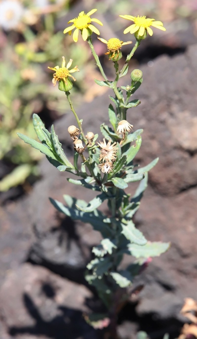 Senecio aethnensis photo 2